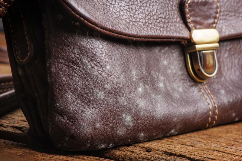 Why do Leather Bags Get Molds?